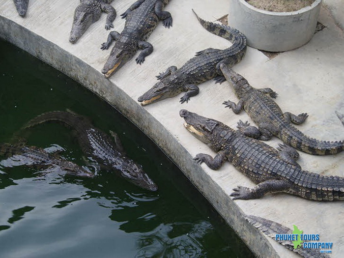 Phuket Crocodile World